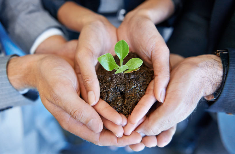 A young plant being held by two business professionals